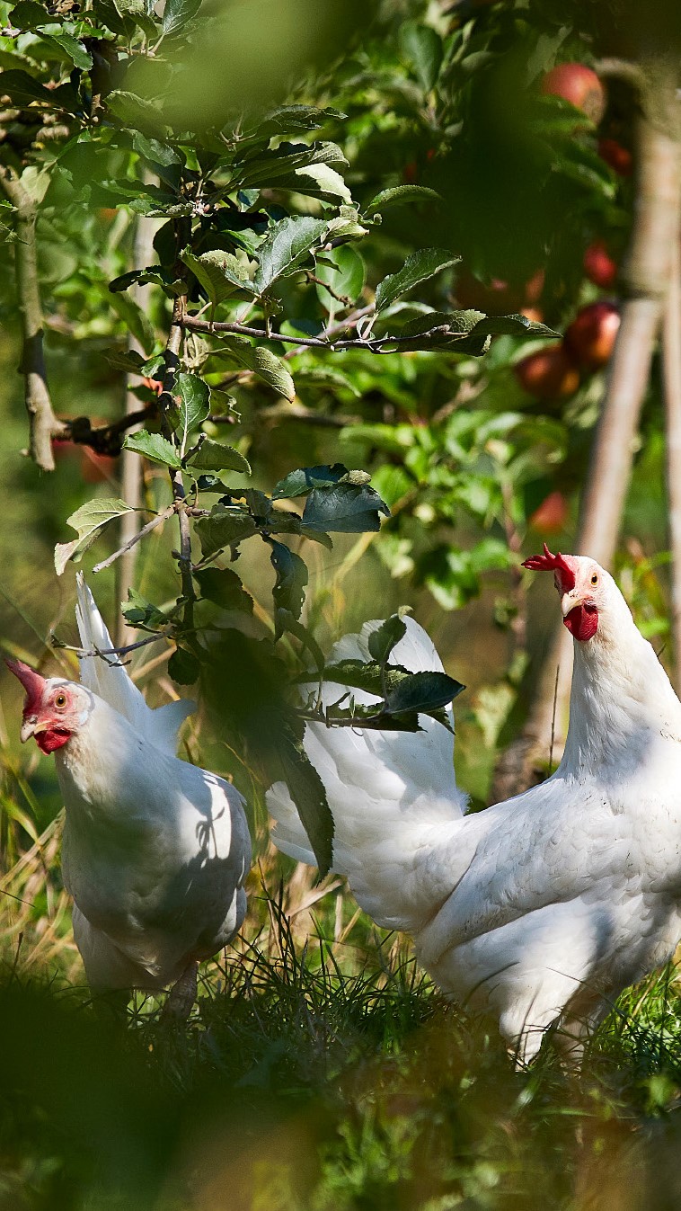 Britta Lasse Christensen