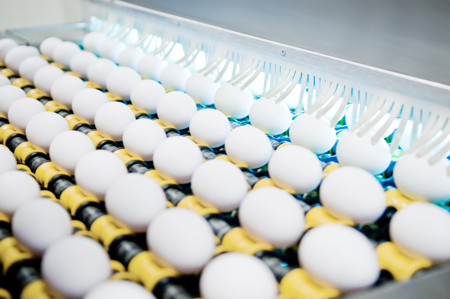 FRA SKALÆG TIL ÆGPRODUKT