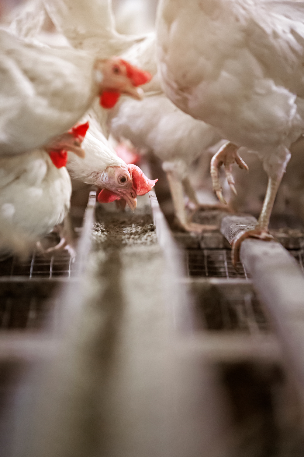 Lars Hansen (034856)