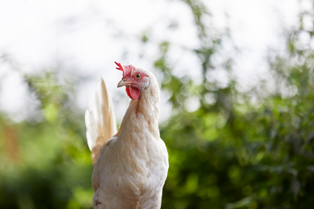 Nørbygaard Økologi I/S (095130, 50531 og 125633)