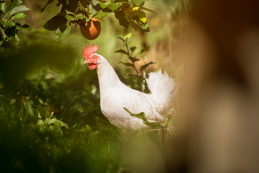 Helene Lasse Christensen (070756 og 016402)