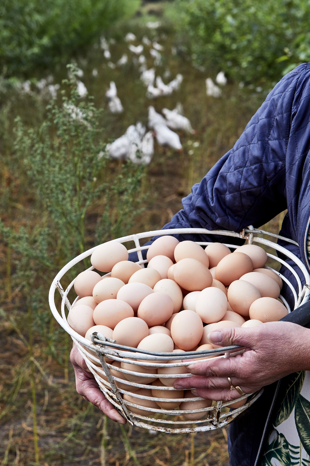 Nørreåens Æg (062687)