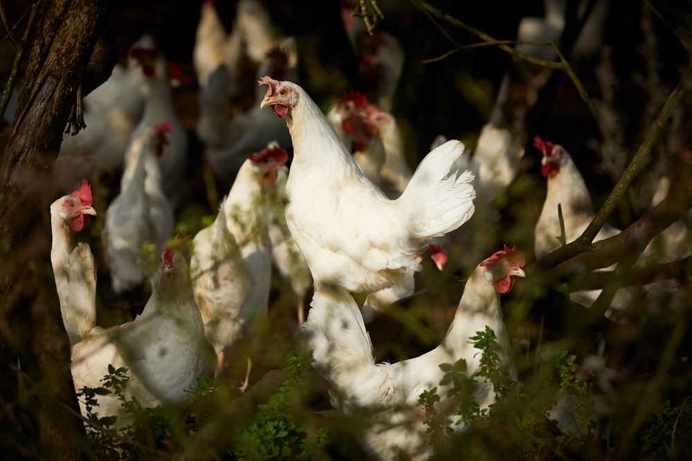 DANMARK MOD MADSPILD