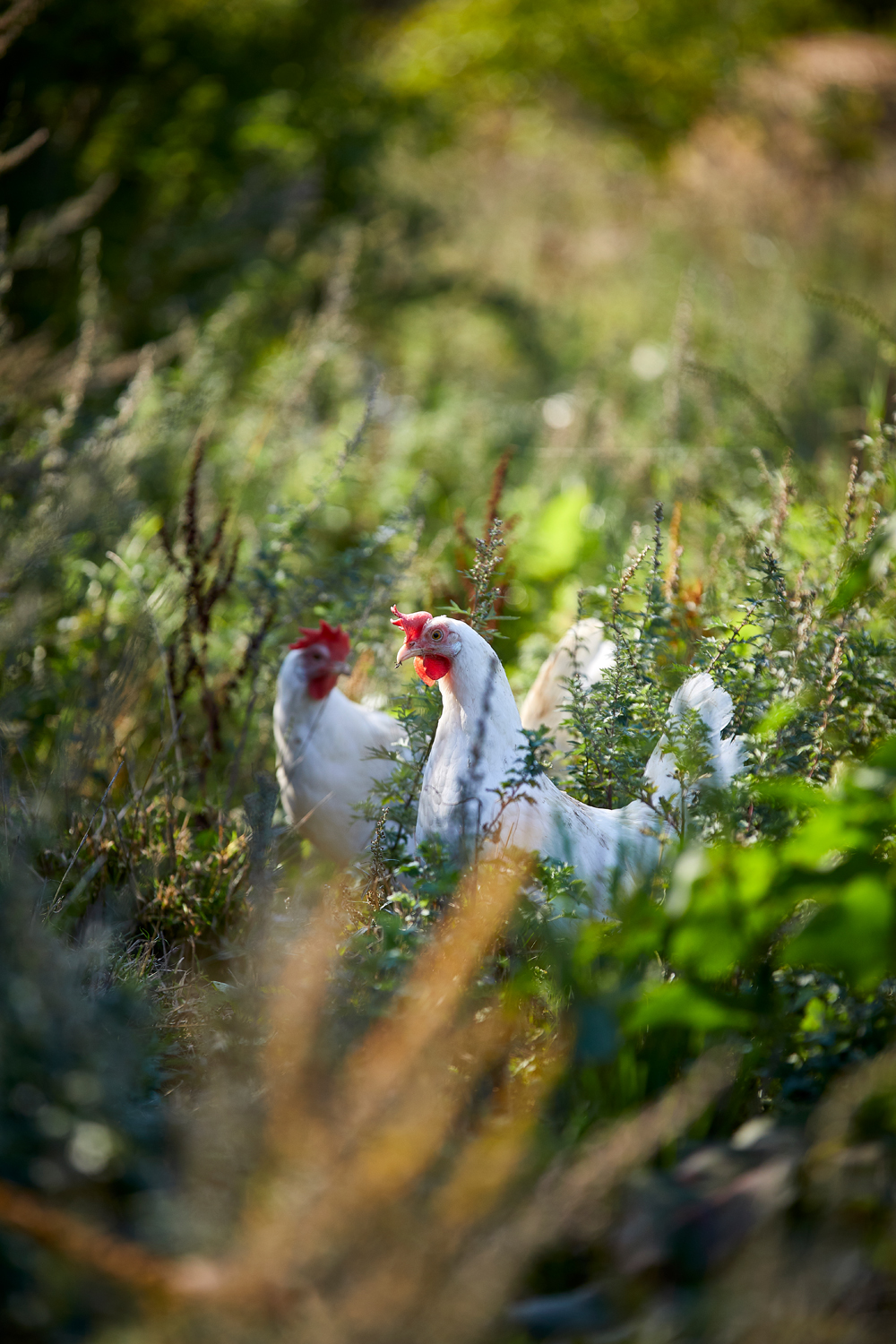 SOCIAL RESPONSIBILITY